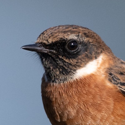 Stonechat