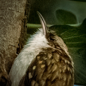 Tree Creeper
