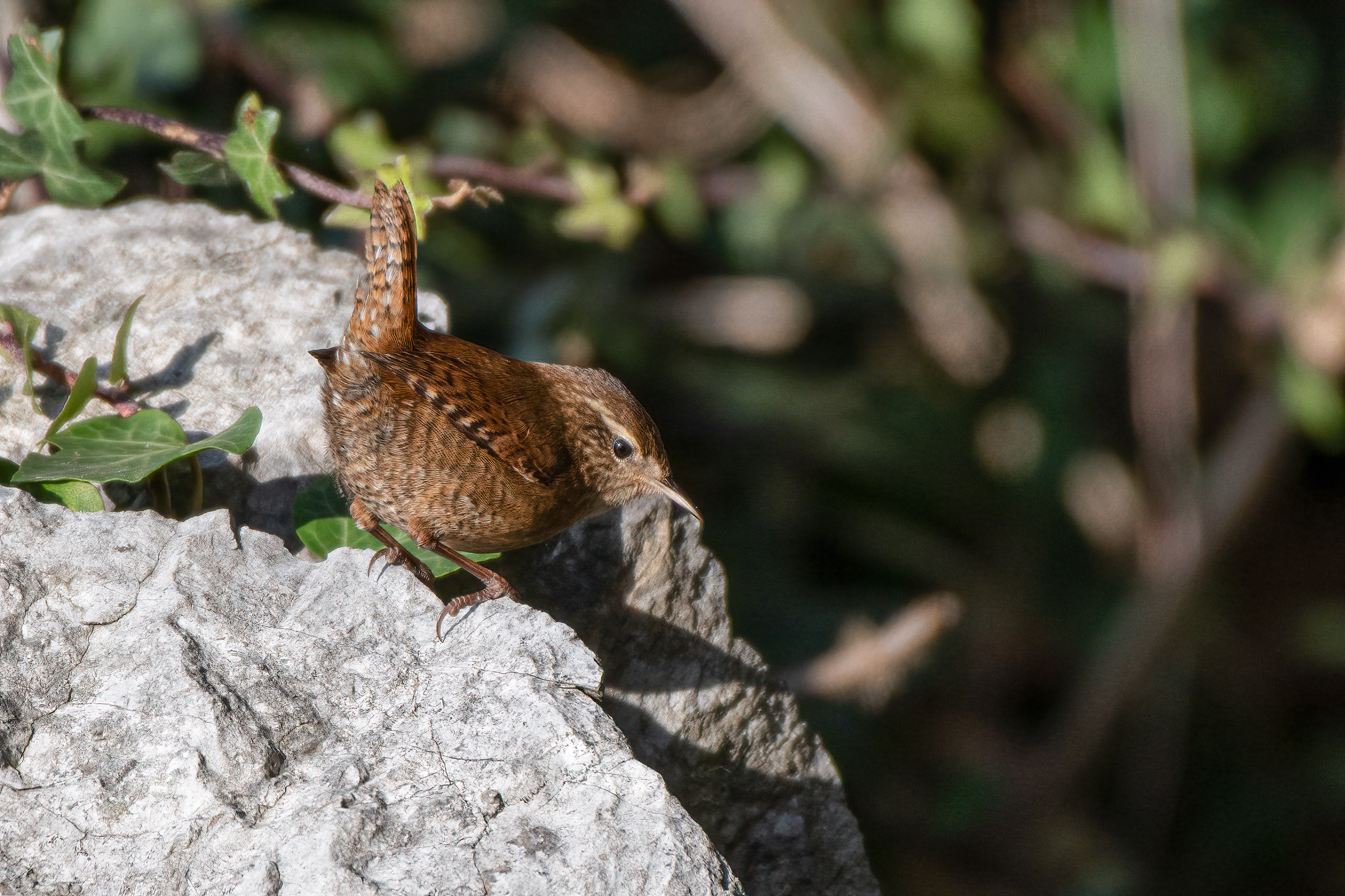 Birds.ie → Wren