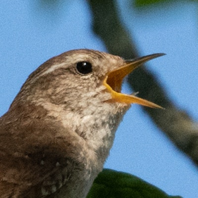 Wren